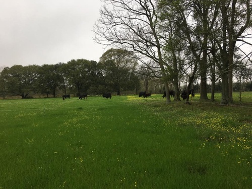 Cattlemans Association